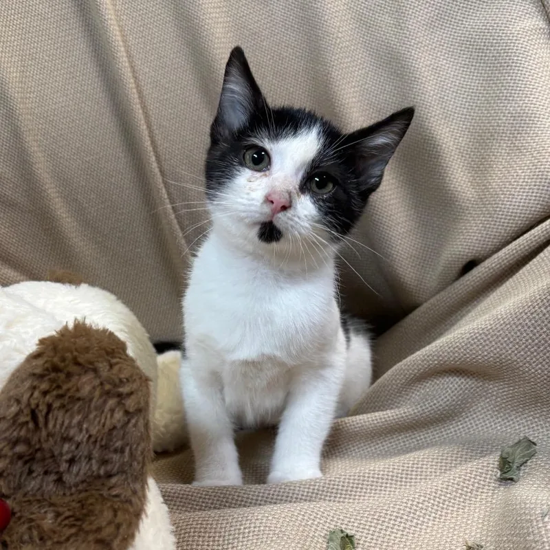 A baby small-sized female Black Domestic Short Hair cat named Panda for adoption in Columbus, NC