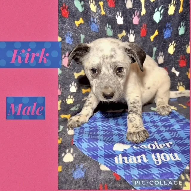 A baby medium-sized male Australian Cattle Dog / Blue Heeler dog named Kirk for adoption in Manchester, CT
