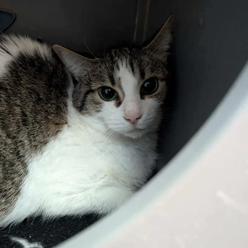 A senior medium-sized female Black Domestic Short Hair cat named Baxter for adoption in Watertown, NY