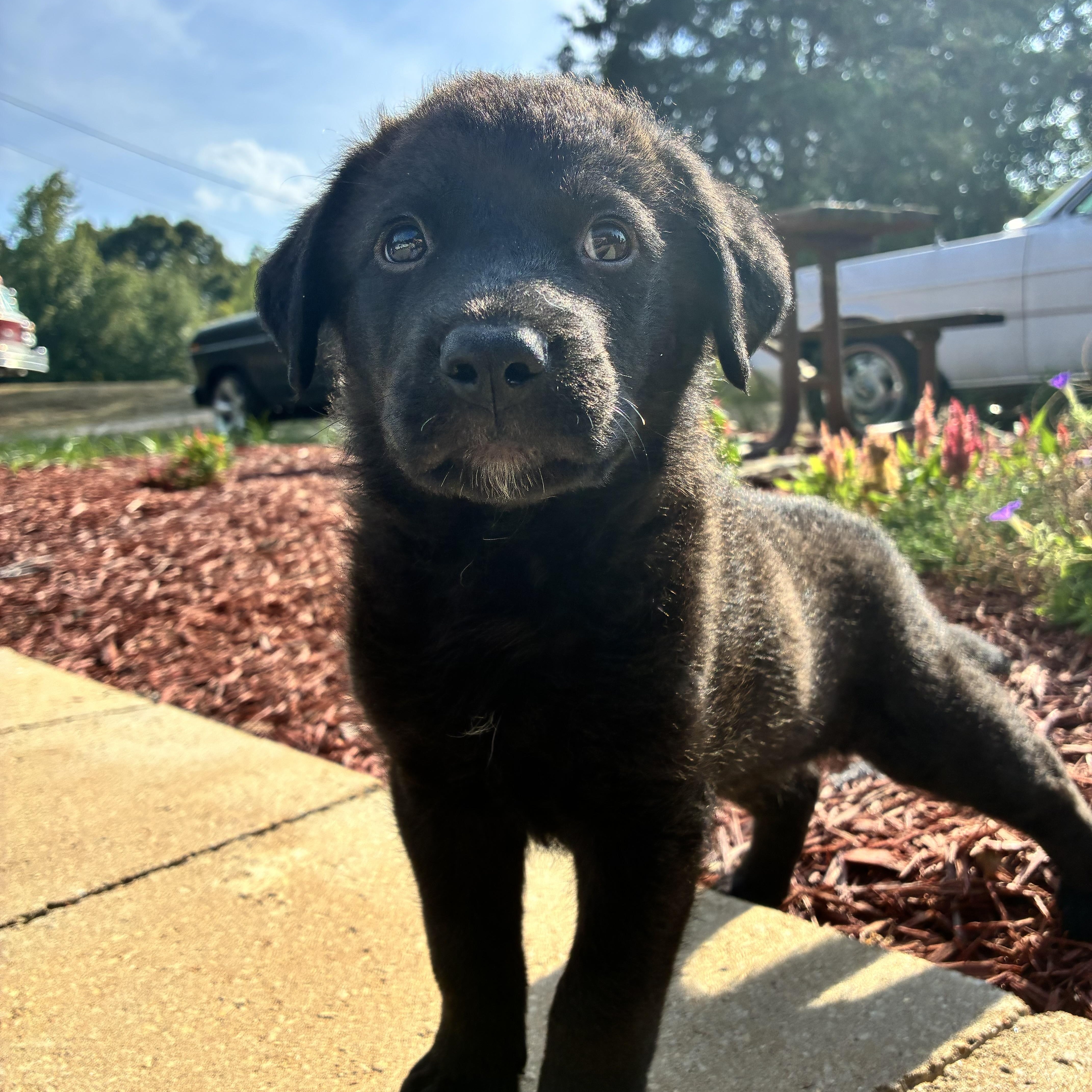 A baby large-sized female Black Labrador Retriever dog named Silver for adoption in Evergreen, CO