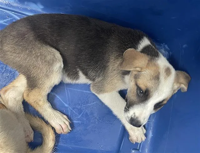 A baby large-sized female Mixed Breed dog named Arya for adoption in Dallas, TX