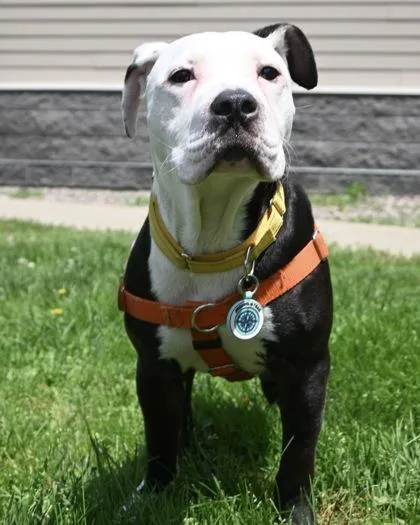 A baby large-sized male Mixed Breed dog named Rock Star for adoption in West Seneca, NY