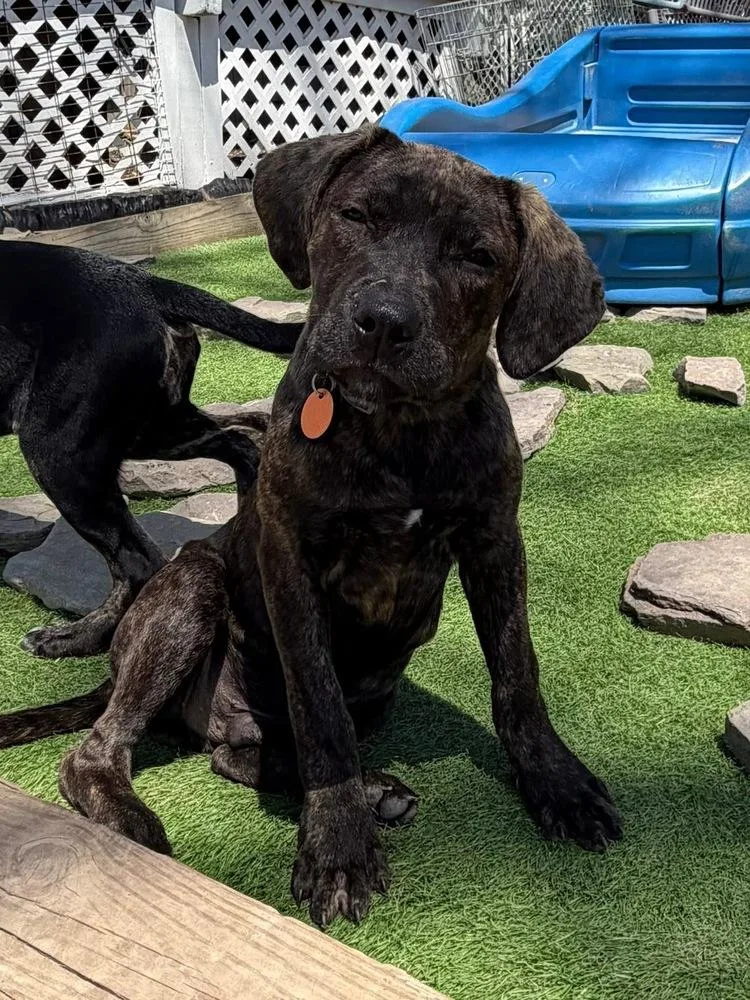 A baby large-sized male Brindle Mixed Breed dog named Harry for adoption in Scranton, PA