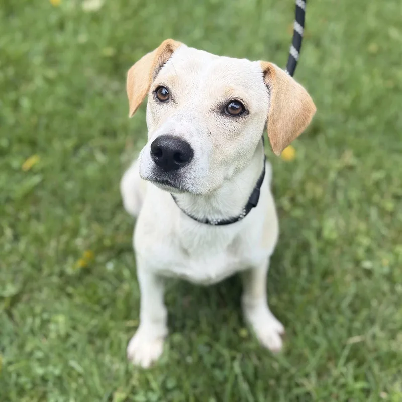 A young medium-sized female Yellow Labrador Retriever dog named Sunshine for adoption in Locust Fork, AL