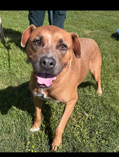 An adult small-sized male American Bulldog dog named Bam Bam for adoption in Winter Haven, FL