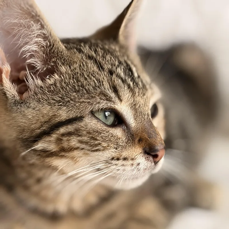 A baby medium-sized male Tabby (Brown / Chocolate) Domestic Short Hair cat named Bubbles for adoption in West Orange, NJ