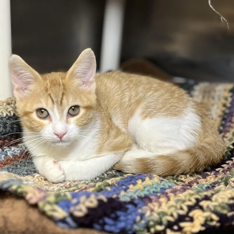A baby small-sized female Orange / Red Domestic Short Hair cat named Danish for adoption in Palm Springs, CA