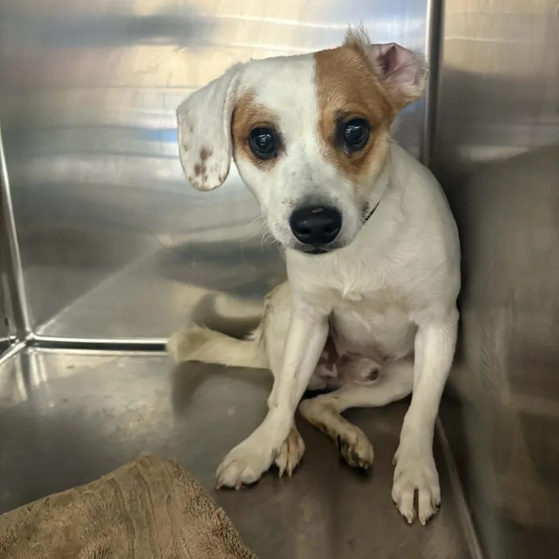 A young small-sized male White / Cream Terrier dog named Lowen  Costa Mesa for adoption in Chino Hills, CA