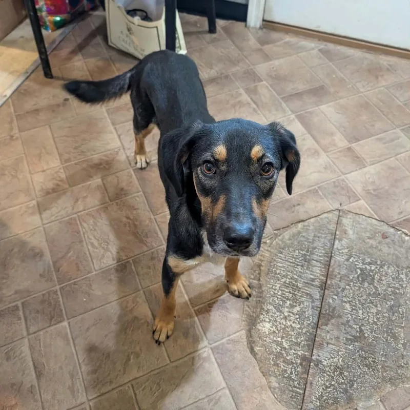 An adult medium-sized female Black Mixed Breed dog named Molly for adoption in Boaz, AL