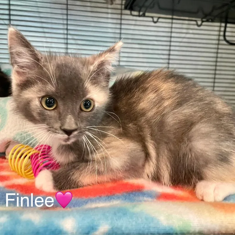 A baby small-sized female Calico Domestic Short Hair cat named Finlee for adoption in Peachtree City, GA