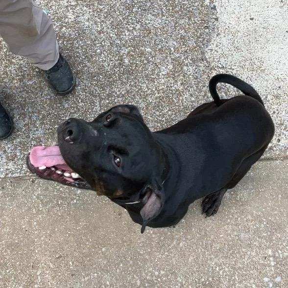 An adult medium-sized female Black Mixed Breed dog named Lilo for adoption in Chattanooga, TN