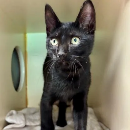 A baby medium-sized male Black Domestic Short Hair cat named Panther for adoption in South Elgin, IL