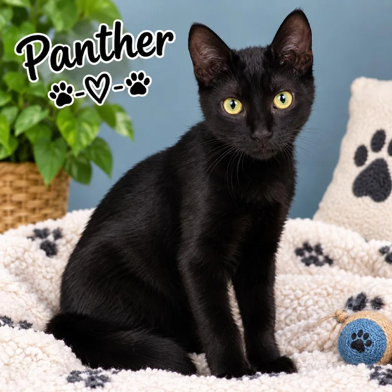 Panther thumbnail 2