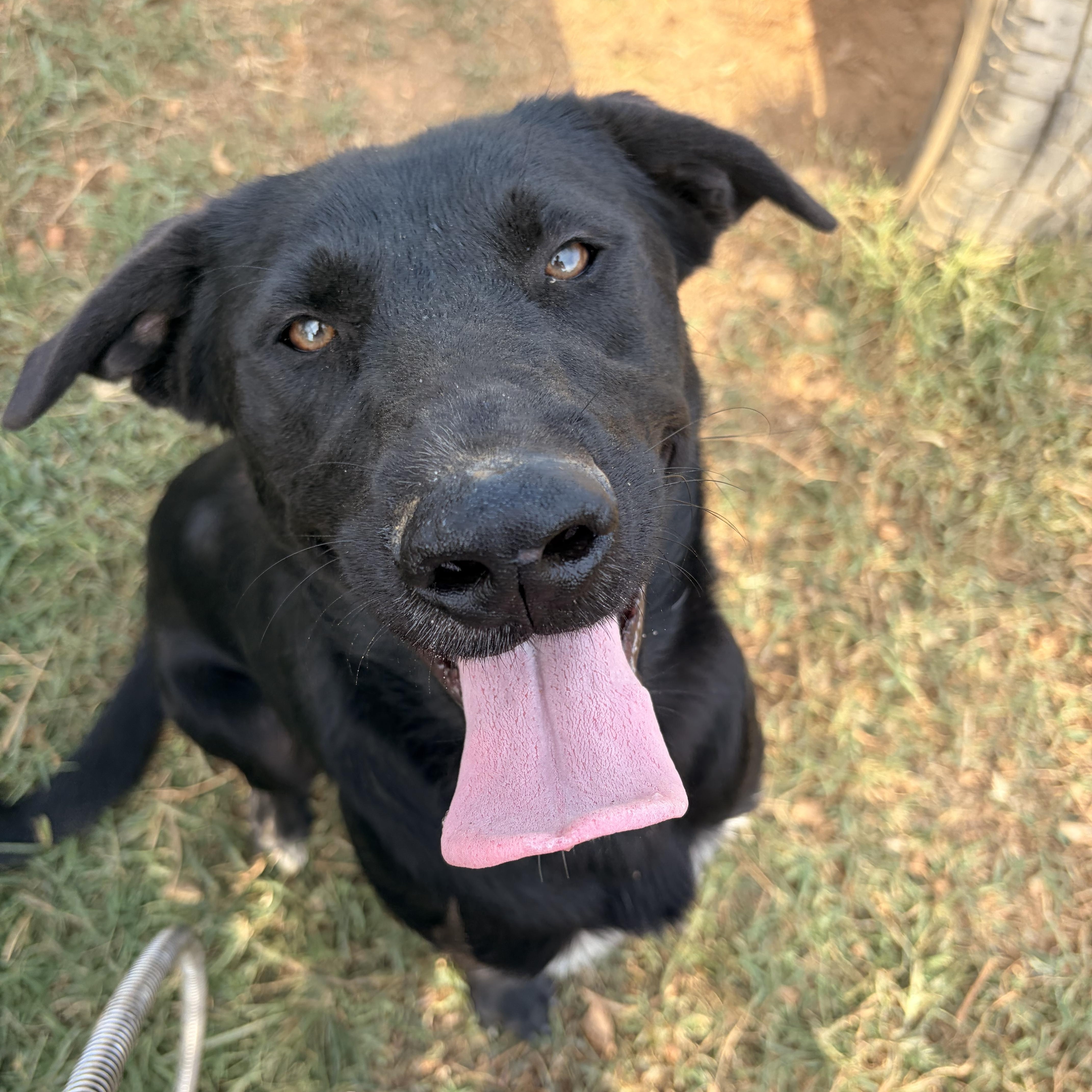 A young large-sized male Black Labrador Retriever dog named Malikai for adoption in Melbourne, AR