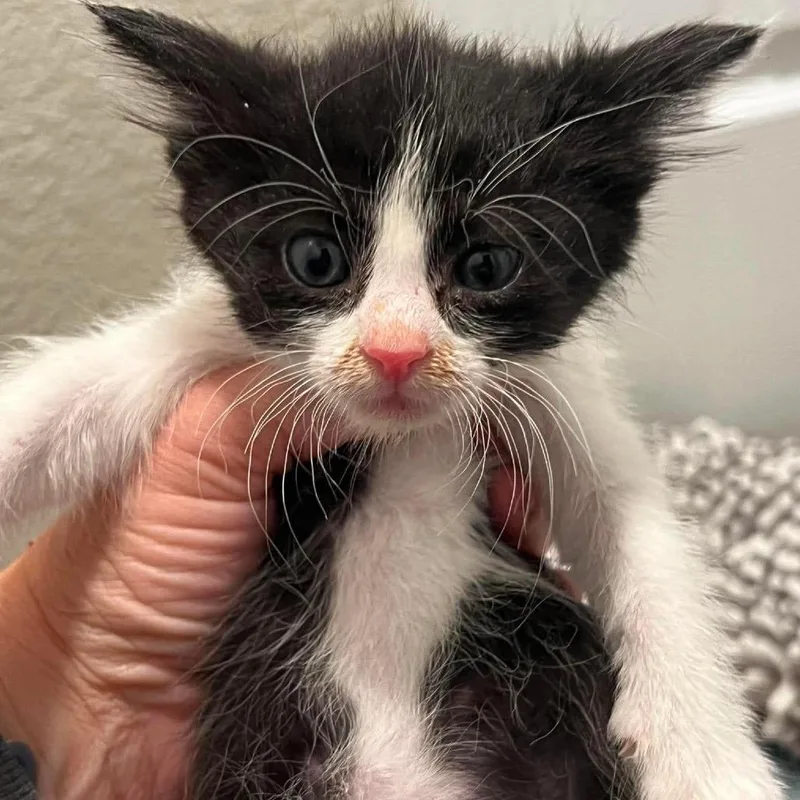 A baby small-sized male Black Domestic Short Hair cat named Jacob Marley for adoption in Nampa, ID