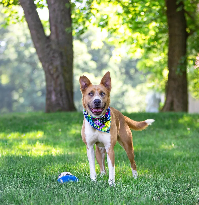 A young large-sized male Labrador Retriever dog named Archie for adoption in Coatesville, PA
