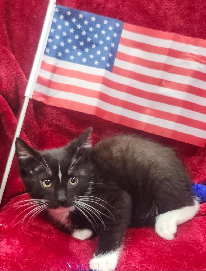 A baby small-sized male Domestic Short Hair cat named Barlow for adoption in Little Rock, AR