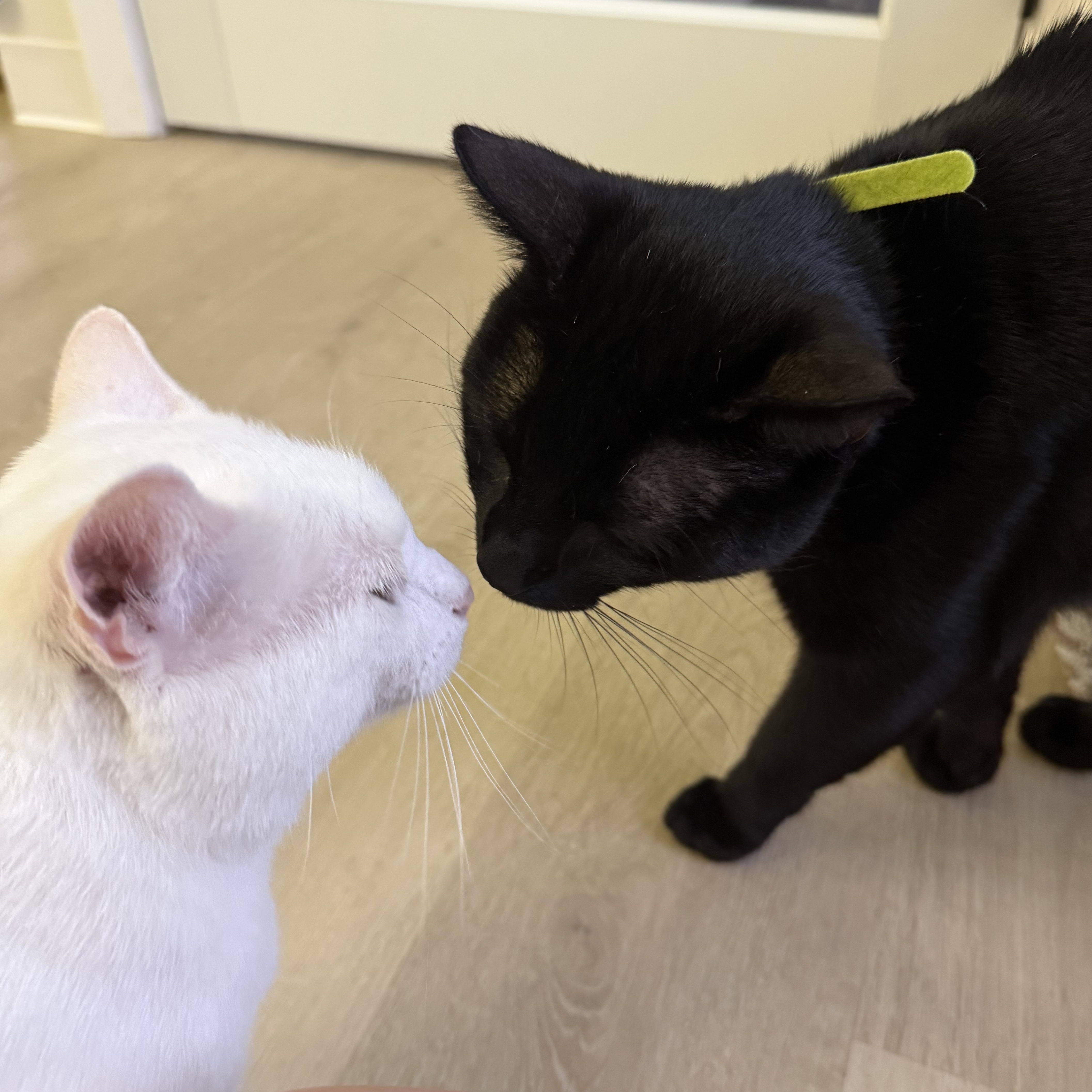 A young large-sized male Black Domestic Short Hair cat named Onyx for adoption in Branford, CT
