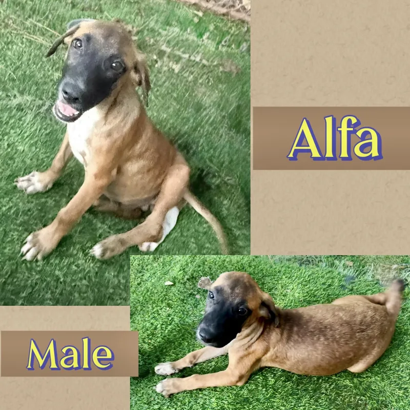 A baby large-sized male Hound dog named Alfa for adoption in Manchester, CT