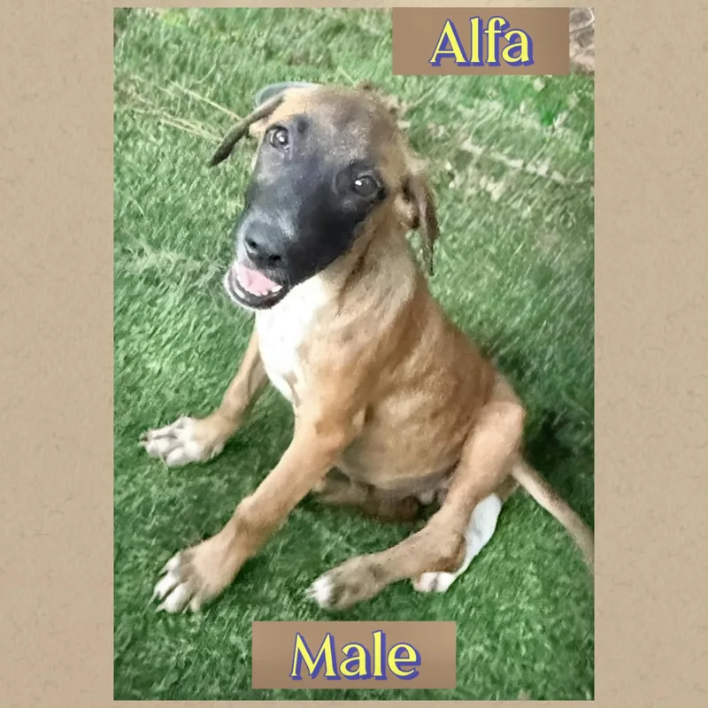Alfa thumbnail 2