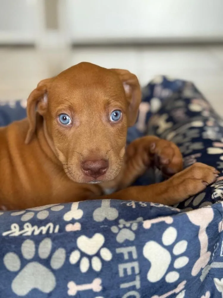 A baby small-sized female Brown / Chocolate Vizsla dog named Mia for adoption in North Reading, MA