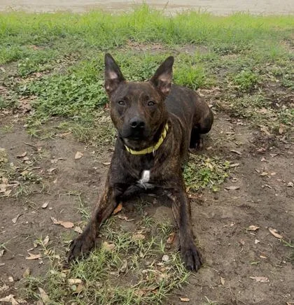A Tyson  Vip