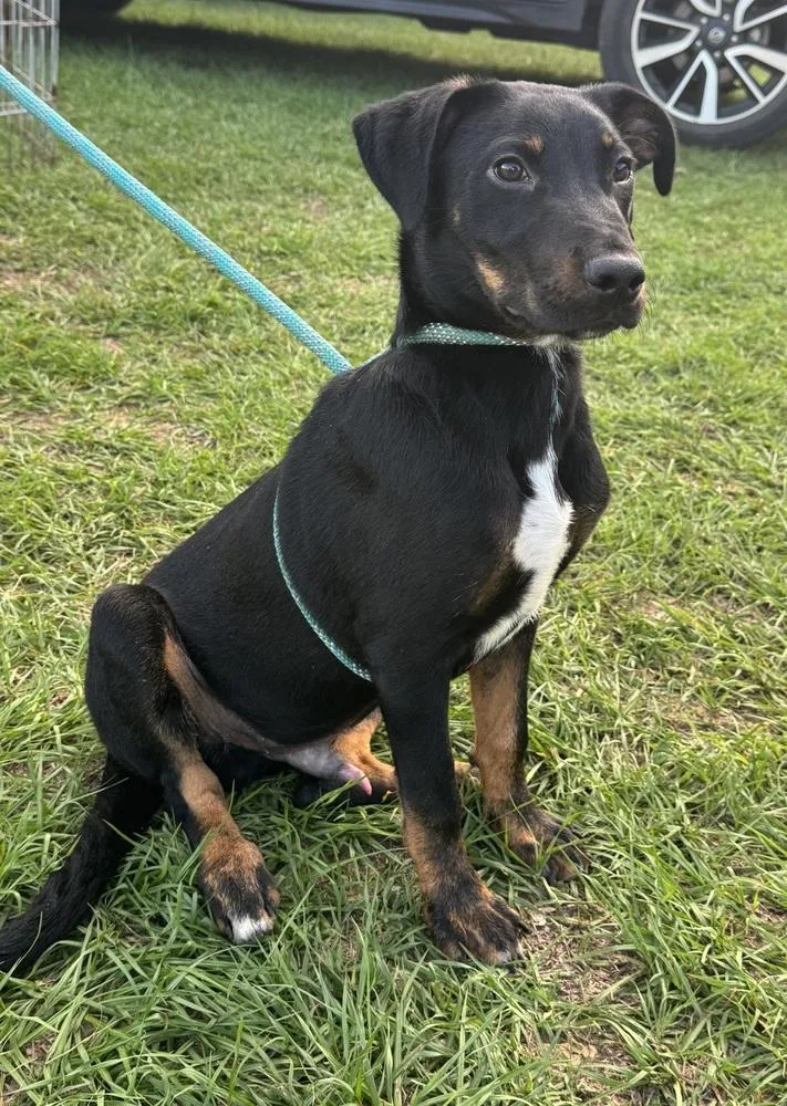 A baby large-sized male Tricolor (Brown, Black, & White) Shepherd dog named Orion for adoption in Troy, AL