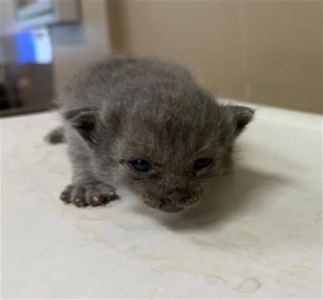 A baby small-sized female Domestic Short Hair cat named Jeep for adoption in Conroe, TX