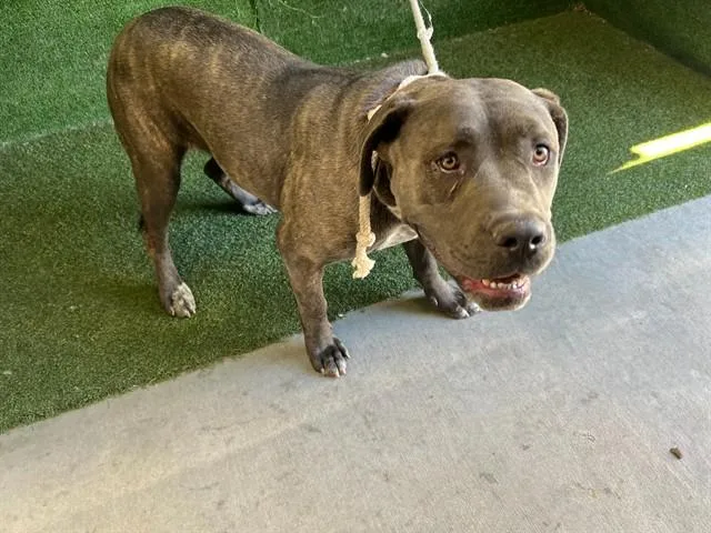 A young extra large-sized female Pit Bull Terrier dog named Delta for adoption in Lancaster, CA