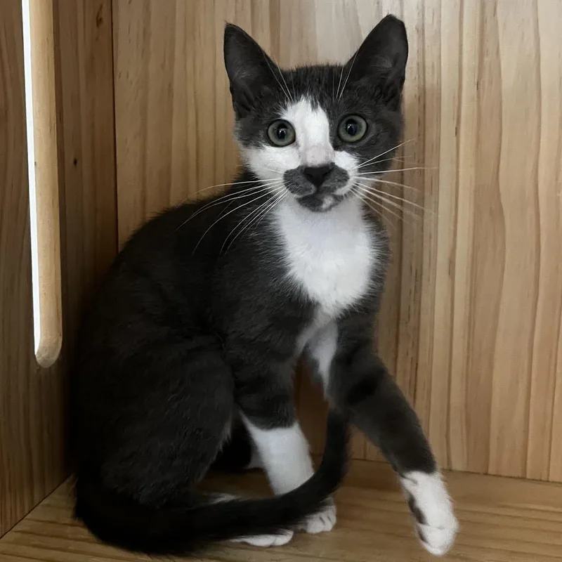 A baby small-sized male Gray / Blue / Silver Domestic Short Hair cat named Cap'n Crunch for adoption in Yucca Valley, CA