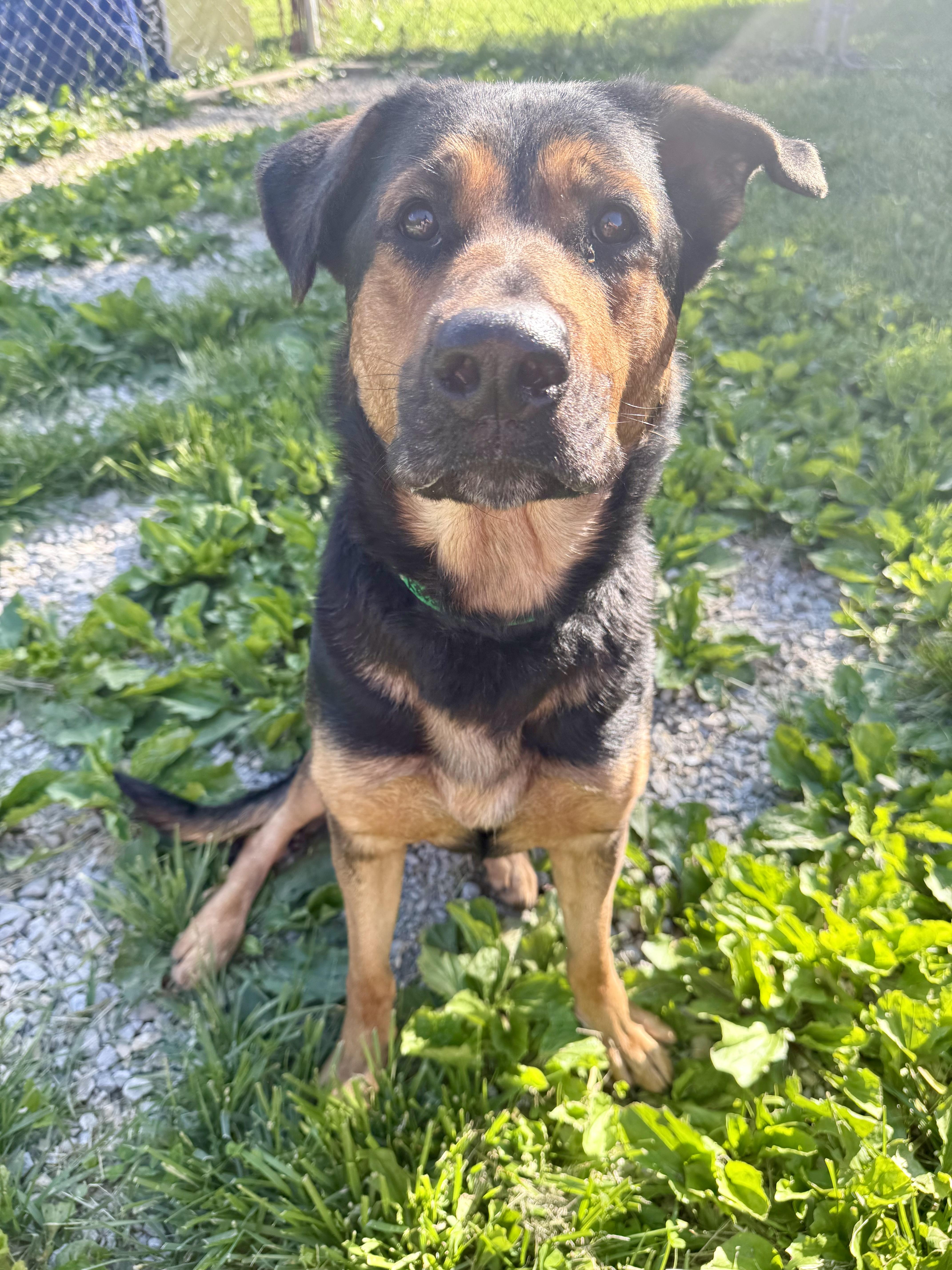 An adult large-sized female Black Rottweiler dog named Reese for adoption in Xenia, OH