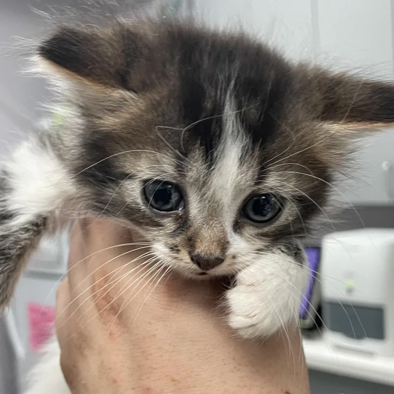 A baby small-sized male Brown / Chocolate Domestic Short Hair cat named Flash for adoption in Port Charlotte, FL