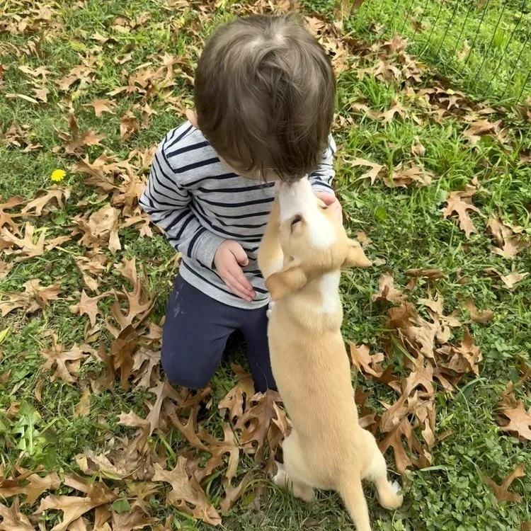 A young medium-sized female Golden Labrador Retriever dog named Alpine for adoption in Pflugerville, TX