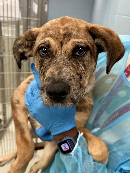 A baby large-sized female Yellow / Tan / Blond / Fawn Mixed Breed dog named Zip Tie for adoption in Wichita, KS