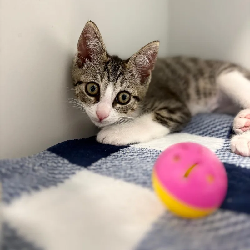 A baby small-sized male Brown / Chocolate Domestic Short Hair cat named Jinu for adoption in Port Richey, FL