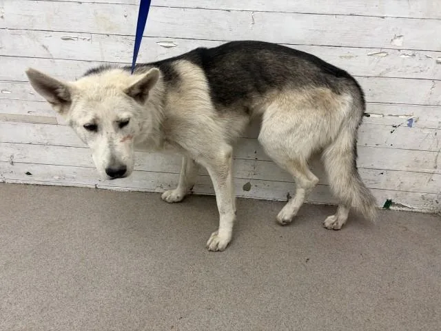 A young medium-sized male Siberian Husky dog named Dean for adoption in San Bernardino, CA