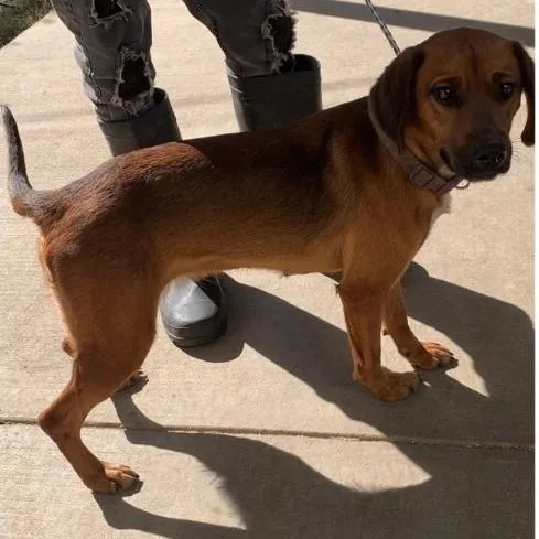 A young medium-sized female Labrador Retriever dog named Lucy for adoption in Danbury, CT