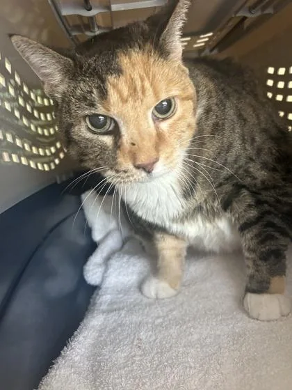 An adult medium-sized female Domestic Short Hair cat named Mary for adoption in Largo, FL
