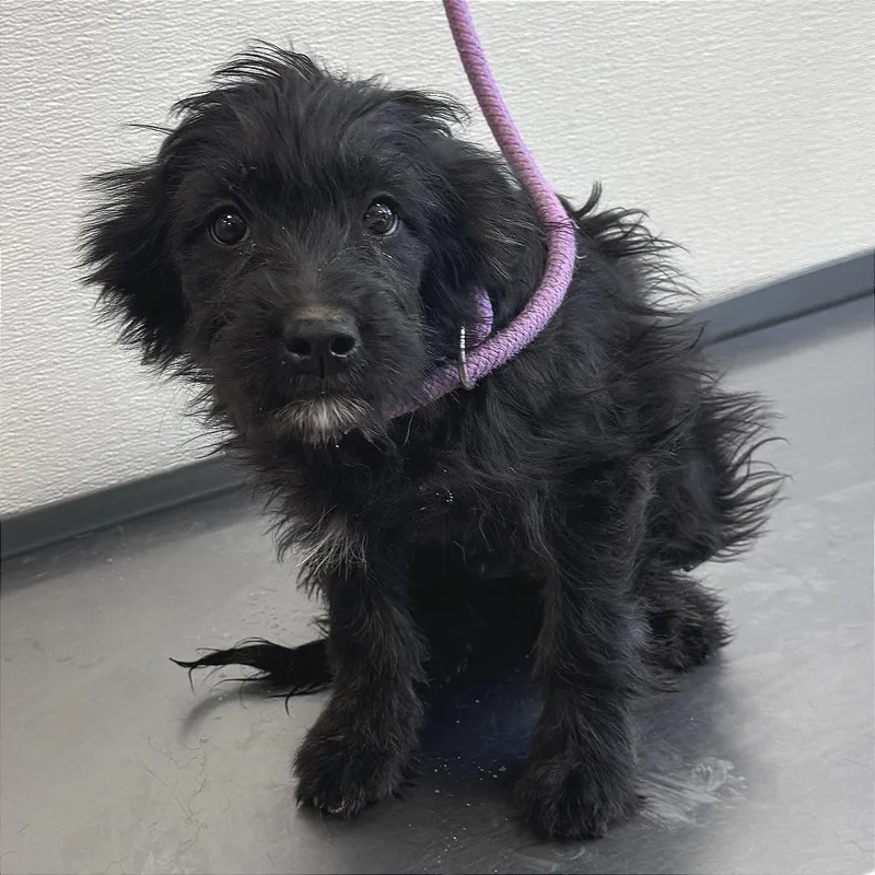 A baby small-sized female Black Mixed Breed dog named Tulip for adoption in Las Cruces, NM