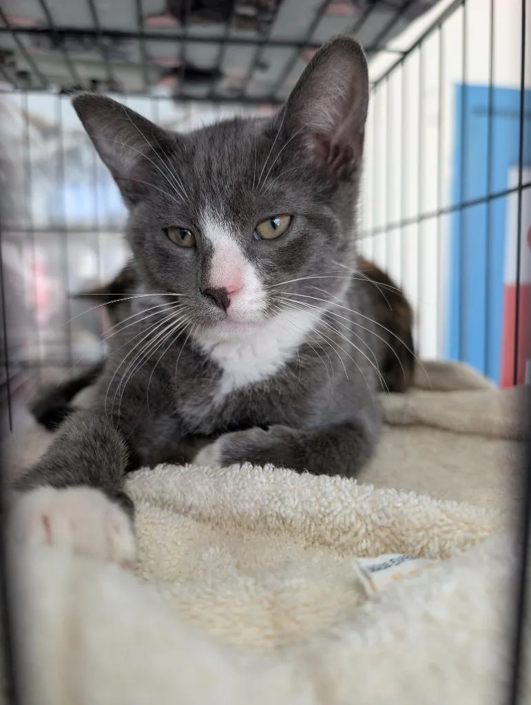 A baby medium-sized male Domestic Short Hair cat named Binder for adoption in San Pedro, CA