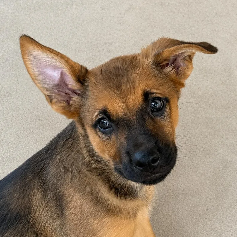 A baby medium-sized male Yellow / Tan / Blond / Fawn German Shepherd Dog dog named Paul Lld for adoption in Austin, TX