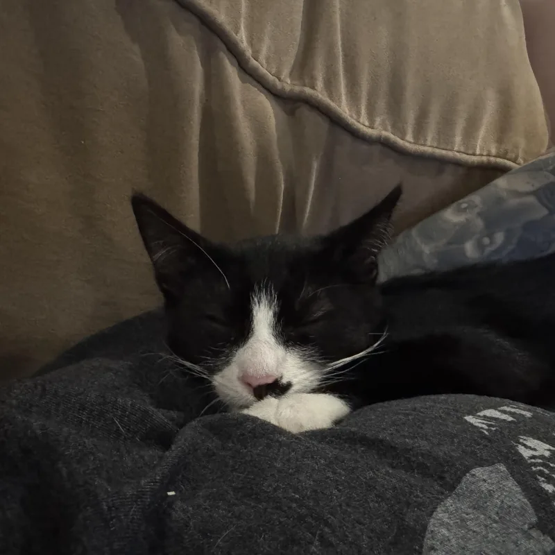 A baby medium-sized male Black & White / Tuxedo Domestic Short Hair cat named Waddles for adoption in Hamilton, NJ