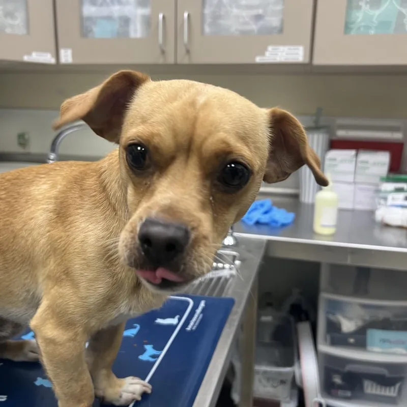 A young small-sized male Mixed Breed dog named Nathan for adoption in Galveston, TX