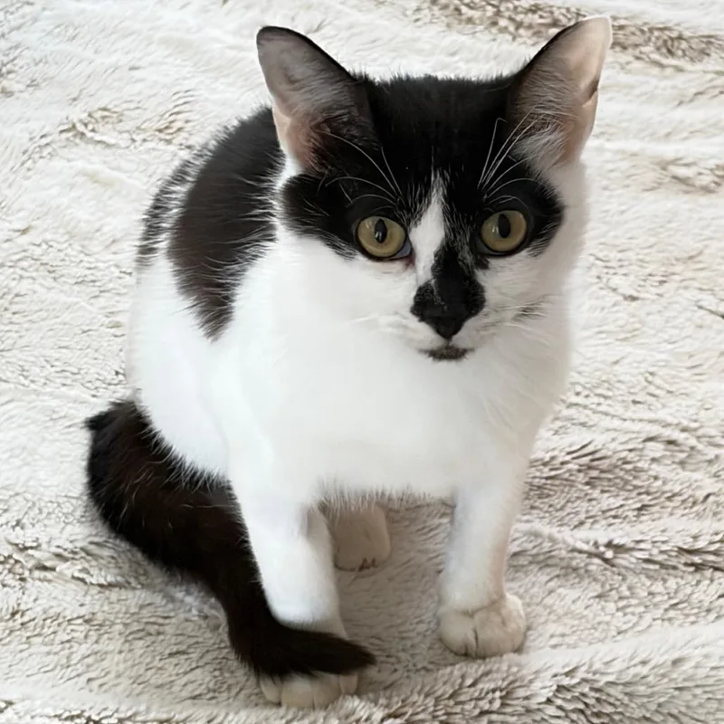 A young medium-sized female Black Domestic Medium Hair cat named Violet for adoption in Shawnee, KS