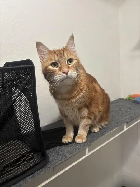 A senior medium-sized male Domestic Short Hair cat named Jack for adoption in Oceanside, CA