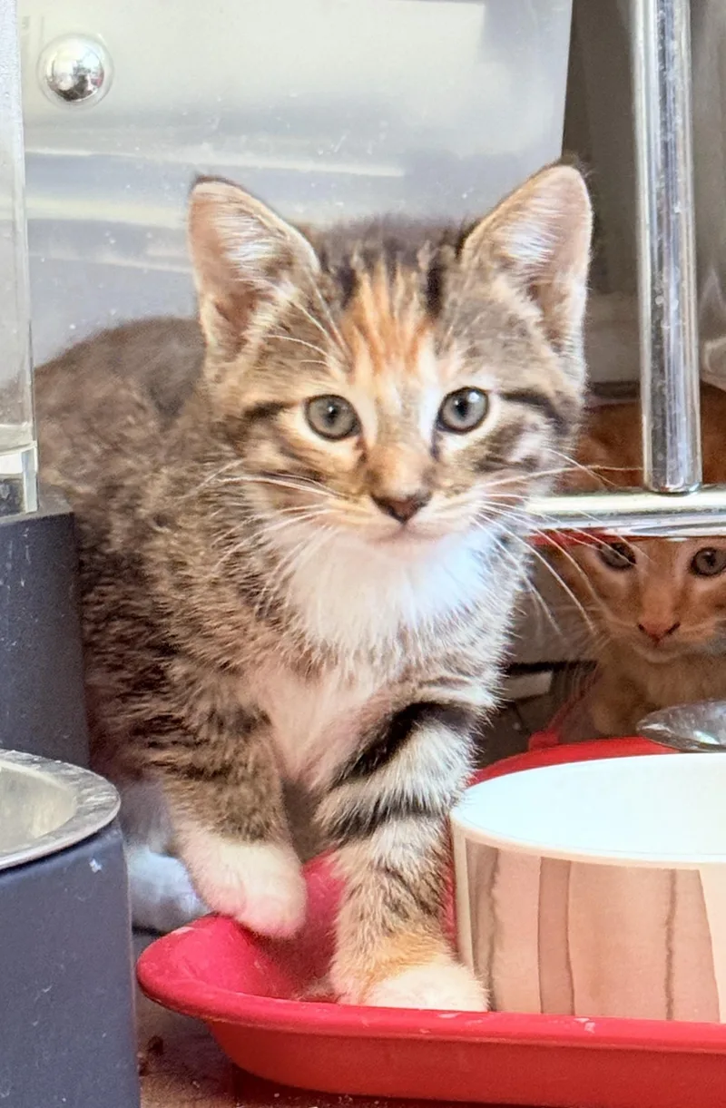 A baby medium-sized male Calico Domestic Short Hair cat named Pepper And Saffron for adoption in Hopkinton, MA