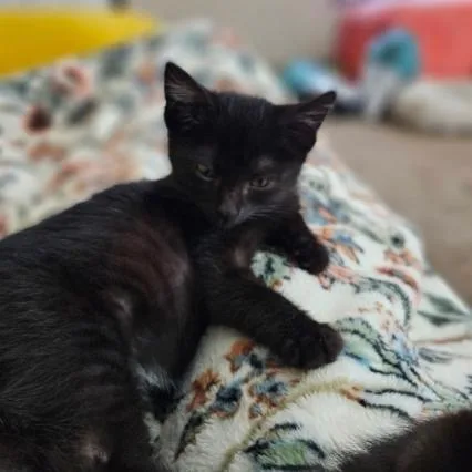 A baby small-sized female Black Domestic Short Hair cat named Selah for adoption in Coralville, IA