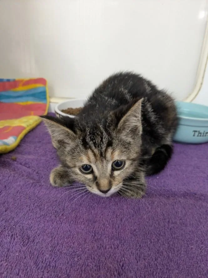 A baby small-sized female Domestic Short Hair cat named Bella for adoption in Hayward, CA
