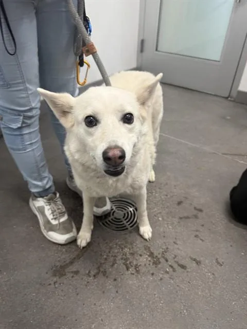 An adult large-sized male Husky dog named Nanook for adoption in Mesa, AZ