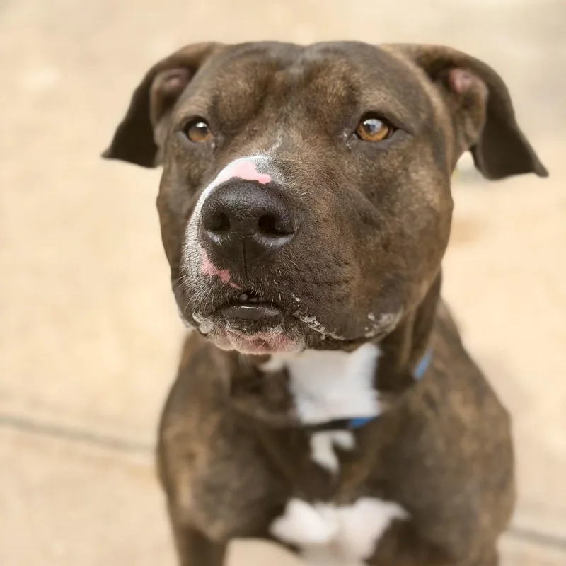 An adult large-sized male Brindle Pit Bull Terrier dog named Ares for adoption in Manahawkin, NJ